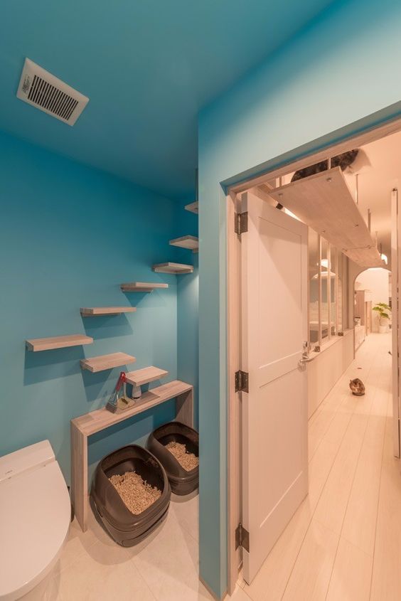 espaço para pet gatos